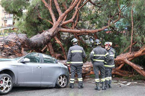 Messina Crolla Un Grosso Albero A S Licandro Ora Si Cerca Di Capire