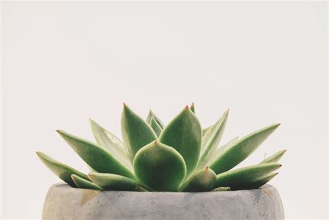 Succulent Aesthetic Desktop Wallpapers - Top Free Succulent Aesthetic ...