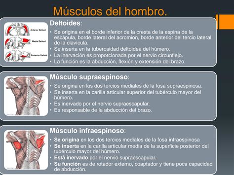 Solution M Sculos De Los Miembros Superiores Studypool