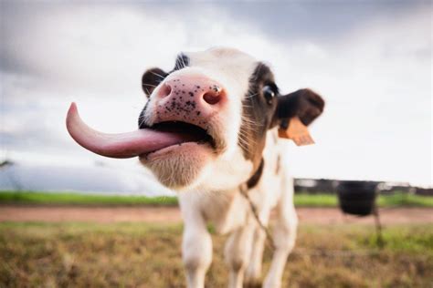 Cow Photos That Are Too Adorable For Words Cows Funny Cute Baby