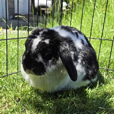 Orca South Surrey Vancouver Rabbit Rescue Advocacy