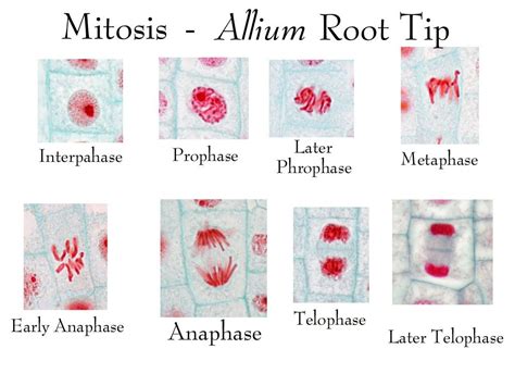 Allium root tip mitosis | scienceforyou