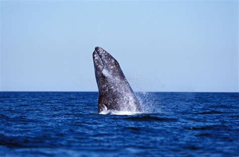 Grey Whale Or Gray Whale Eschrichtius Robustus Adult Breaching Head