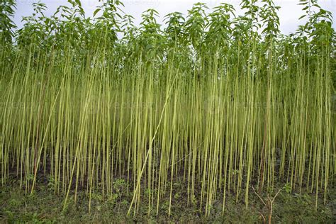Jute Plant