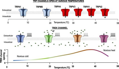 Frontiers Are Trek Channels Temperature Sensors