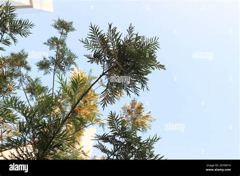 Grevillea Robusta Pot Hi Res Stock Photography And Images Alamy