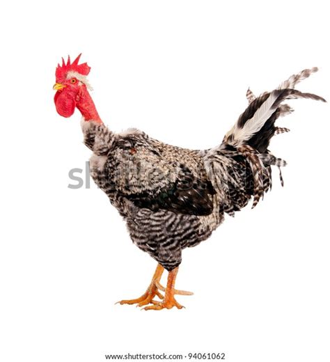 Naked Neck Rooster Isolated Closeup Stock Photo Edit Now 94061062