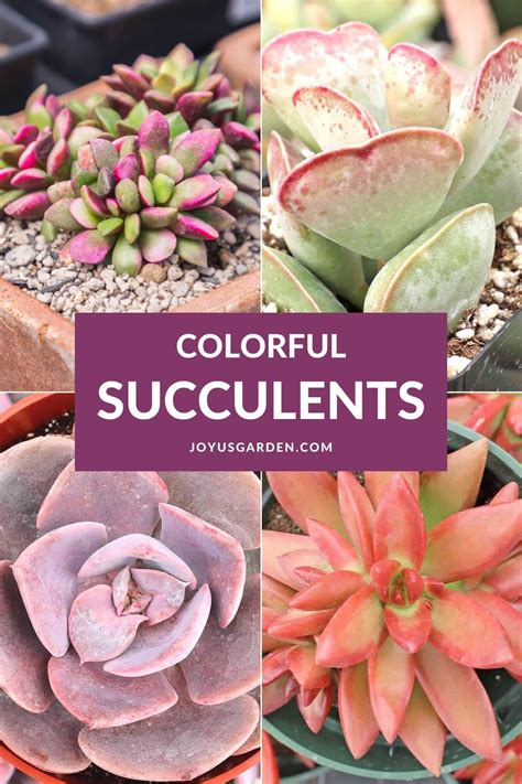 30 Colorful Succulents To Liven Up Your Garden Colorful Succulents Succulent Garden Diy Red