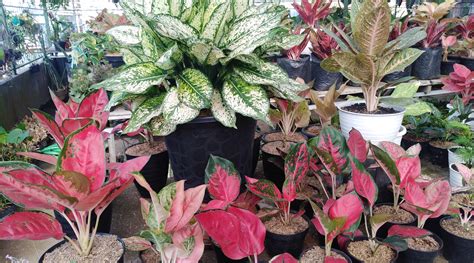 Cara Memperbanyak Tanaman Aglaonema Hobiku Berkebun