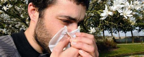 Allergies au pollen alerte élevée sur la quasi totalité de la France