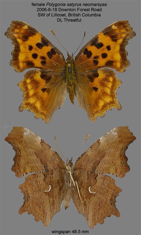 Female Polygonia Satyrus Coast Mtns Norbert Kondla Flickr