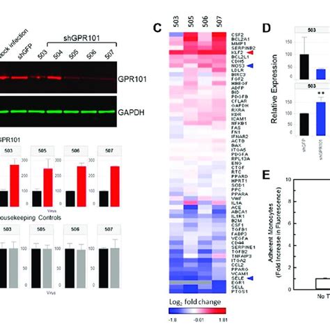 Knockdown Of The Class A Orphan Receptor Gpr Positively Affects Klf