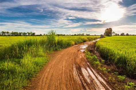 Road After Rain In The Field Stock Image Image Of Muddy Rural 150649877