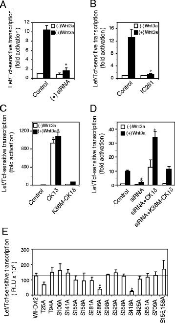 Ck Positively Regulates Wnt Catenin Signaling Panel A Sirna