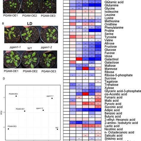 Plant Growth Phenotype And Metabolite Profiling Of Arabidopsis Mutants