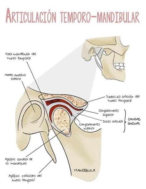 Articulaci N Temporo Mandibular Daphnee Gonzales Udocz