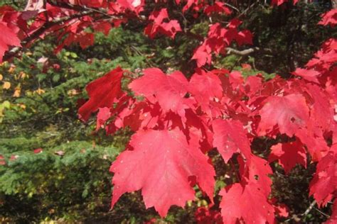 Aprende Todo Sobre El Arce Rojo O Arce De Canad