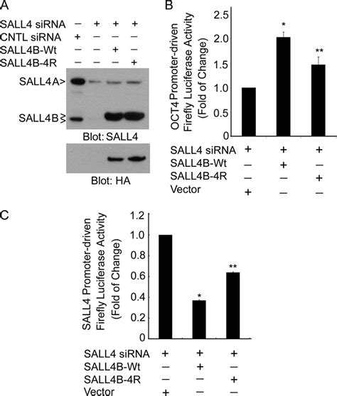 Sumoylation Regulates Transcriptional Activity Of Sall4b A Tera 1