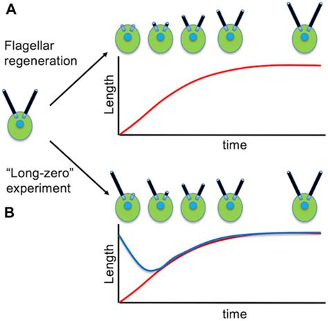 Frontiers Chlamydomonas As A Model System To Study Cilia And Flagella