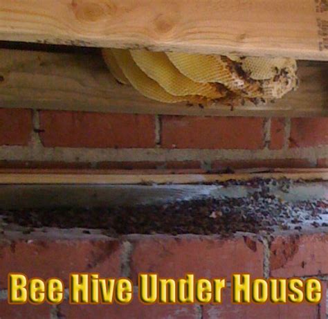 Bee Removal Photographs - Pictures of Honey Bee Hive Removal from Homes