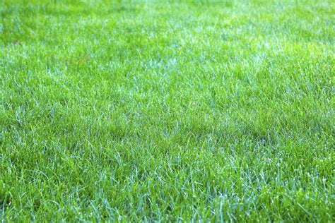 View Of Fresh Spring Green Grass Stock Image Image Of Greenery Natural 80729787