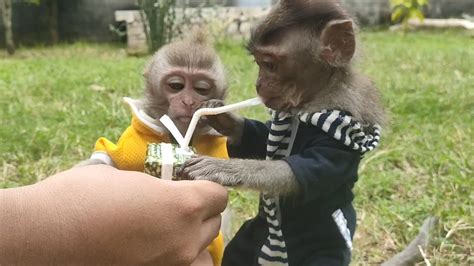 VERY SWEET COUPLE BABY MONKEY QUEEN BiBi SHARING DRINK WITH BABY