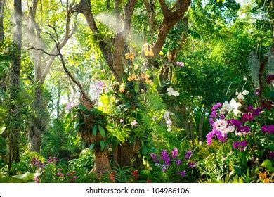 Orchid Rainforest Images Stock Photos Vectors Shutterstock