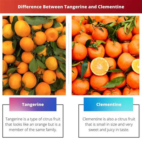 Mandarina Vs Clementina Diferencia Y Comparación