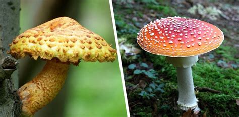 Is A Toadstool A Mushroom Back Gardener