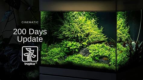 Low Maintenance Aquascape 20 Gallon Planted Aquarium Atelier Yuwa Ciao Jp