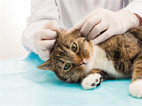 Otitis en gatos CAUSAS SÍNTOMAS y TRATAMIENTO