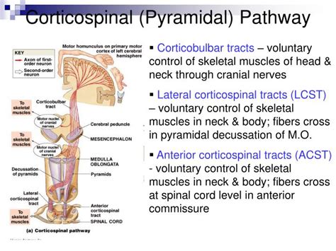 PPT The Nervous System Spinal Cord Spinal Nerves PowerPoint