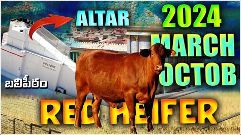 RED HEIFER OFFERING IN 2024 MARCH ARPIL OCTOBER NEW ALTAR BUILT IN