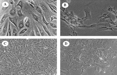 Figure Contrast Phase Morphology Of Hpc Cells Preparation I