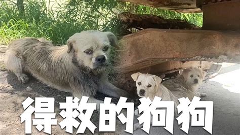 救助流浪動物老姜毛孩子流浪狗這個地區被洪水泡了，好多流浪動物被落在水中，好多已經被活活餓死 Youtube