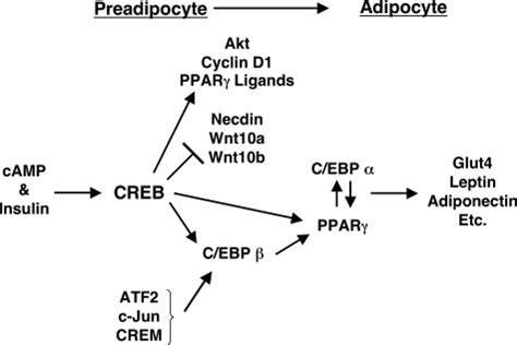 Model Of CREB Participation In Adipogenesis Treatment Of Preadipocytes