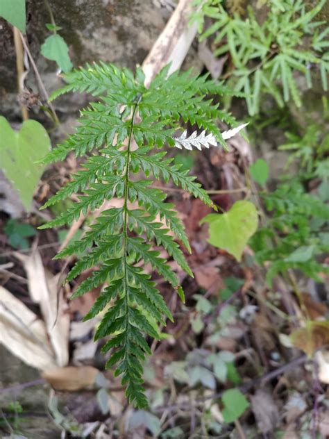 Silver Fern From Nantou TW TA TW On December 21 2022 At 12 55 PM By