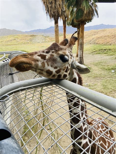 A Day at the Living Desert Zoo in Palm Desert