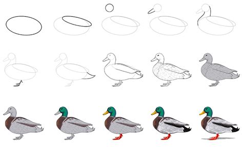 How To Draw A Duck Step By Step