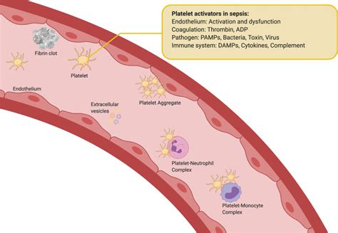 The Role Of Platelets In Sepsis Research And Practice In Thrombosis