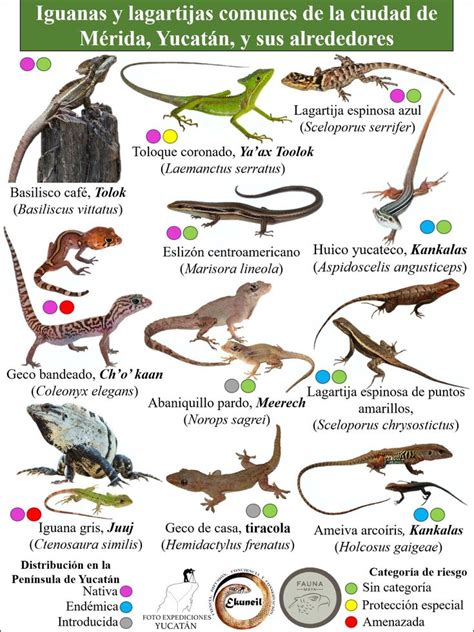 Iguanas Y Lagartijas