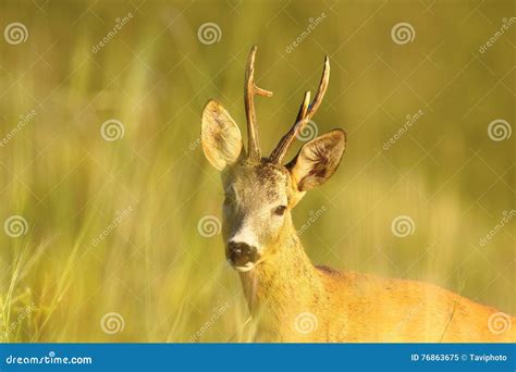 Portrait Of Wild Roe Deer Buck Stock Image Image Of Cute Head 76863675