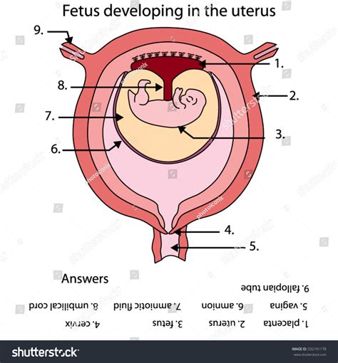 Labeled Diagram Of Developing Fetus In The Uterus Stock Vector