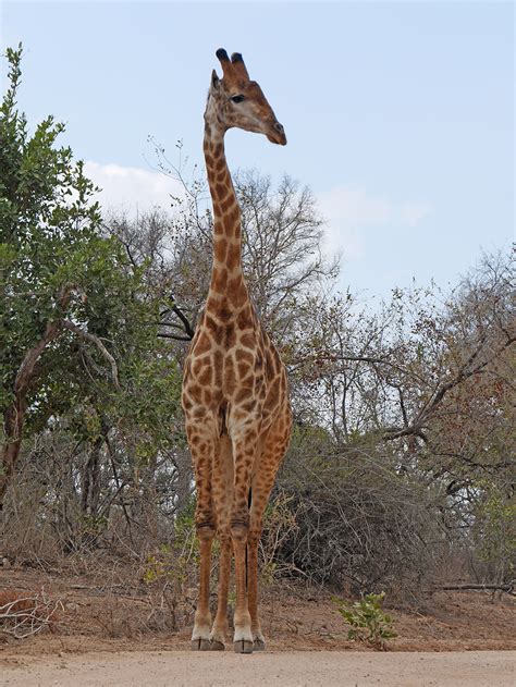 Afrique Du Sud Partir à La Rencontre Des Animaux En Safari The