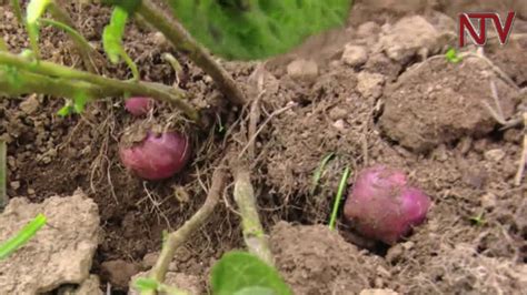 On The Farm Farmers Use Wetlands To Grow Irish Potatoes Youtube