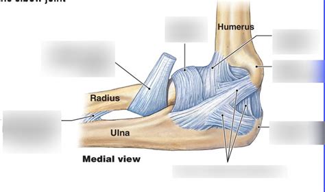 Exam Diagram Elbow Joint Diagram Quizlet