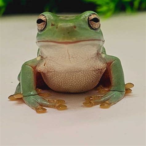 Adult Whites Tree Frog Lincoln Reptiles