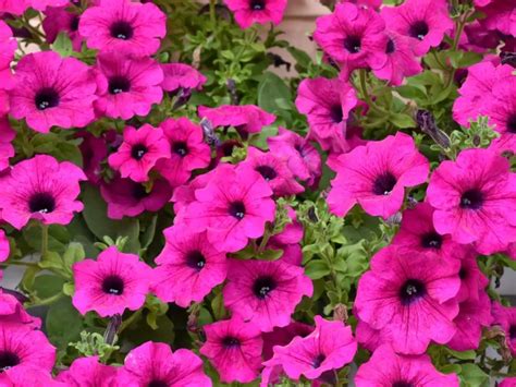 Petunias Flores M Gicas Cargadas De Simbolismo Y Curiosidades Que