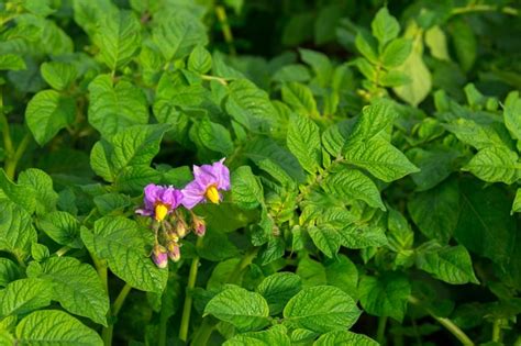 Premium Photo A Potato Plant With Purple Flowers And Green Leaves With The Word Potato On It