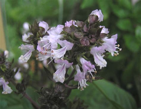 皺葉薄荷皺葉留蘭香 Mentha Spicata Crispata 香港公園 Hong Kong Park Flickr